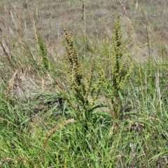 Rumex crispus at Kuringa Woodlands - 3 Dec 2023