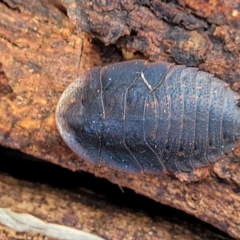 Laxta sp. (genus) (Bark cockroach) at Fraser, ACT - 3 Dec 2023 by trevorpreston