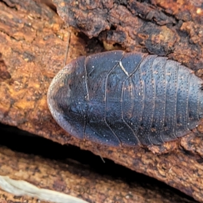 Laxta sp. (genus) (Bark cockroach) at Kuringa Woodlands - 3 Dec 2023 by trevorpreston