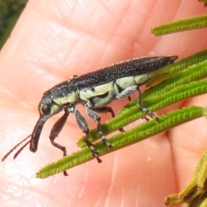 Rhinotia sp. (genus) at Bluetts Block (402, 403, 12, 11) - 2 Dec 2023