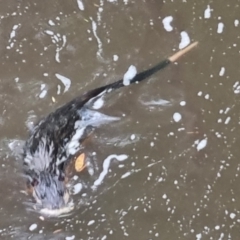 Hydromys chrysogaster (Rakali or Water Rat) at QPRC LGA - 3 Dec 2023 by clarehoneydove