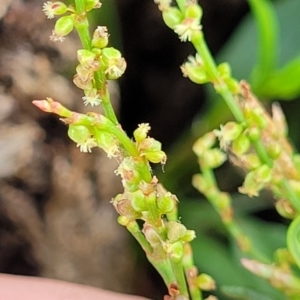 Rumex acetosella at Kuringa Woodlands - 3 Dec 2023 01:39 PM