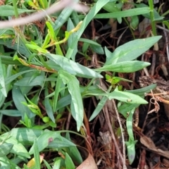 Rumex acetosella at Kuringa Woodlands - 3 Dec 2023