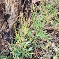 Rumex acetosella at Kuringa Woodlands - 3 Dec 2023 01:39 PM