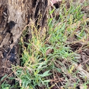 Rumex acetosella at Kuringa Woodlands - 3 Dec 2023 01:39 PM