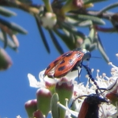 Castiarina octomaculata (A jewel beetle) at Denman Prospect, ACT - 2 Dec 2023 by Christine