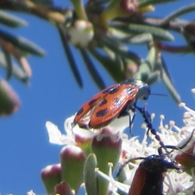 Castiarina octomaculata (A jewel beetle) at Denman Prospect, ACT - 2 Dec 2023 by Christine