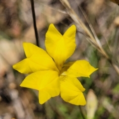 Goodenia pinnatifida (Scrambled Eggs) at Fraser, ACT - 3 Dec 2023 by trevorpreston