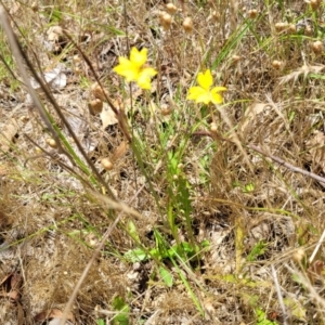 Goodenia pinnatifida at Kuringa Woodlands - 3 Dec 2023