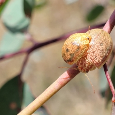 Paropsis atomaria (Eucalyptus leaf beetle) at Kuringa Woodlands - 3 Dec 2023 by trevorpreston