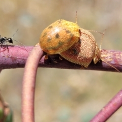 Paropsis atomaria at Kuringa Woodlands - 3 Dec 2023