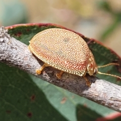 Paropsis atomaria at Kuringa Woodlands - 3 Dec 2023