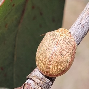 Paropsis atomaria at Kuringa Woodlands - 3 Dec 2023