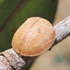 Paropsis atomaria at Kuringa Woodlands - 3 Dec 2023 01:32 PM