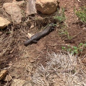 Tiliqua rugosa at Mount Majura - 3 Dec 2023