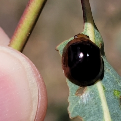 Paropsisterna cloelia (Eucalyptus variegated beetle) at Fraser, ACT - 3 Dec 2023 by trevorpreston
