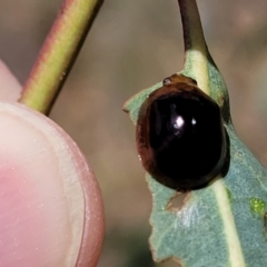 Paropsisterna cloelia (Eucalyptus variegated beetle) at Kuringa Woodlands - 3 Dec 2023 by trevorpreston