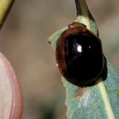 Paropsisterna cloelia at Kuringa Woodlands - 3 Dec 2023
