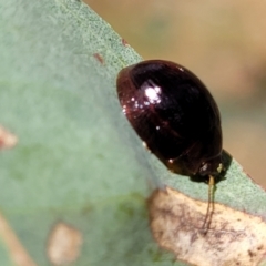 Paropsisterna cloelia at Kuringa Woodlands - 3 Dec 2023 01:32 PM