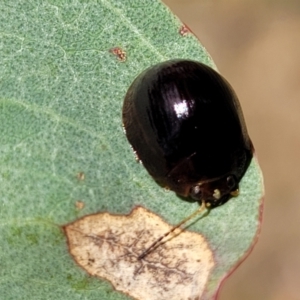 Paropsisterna cloelia at Kuringa Woodlands - 3 Dec 2023 01:32 PM