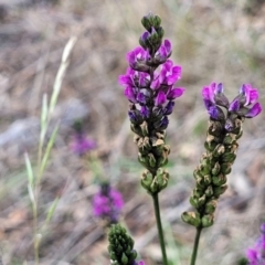 Cullen microcephalum (Dusky Scurf-pea) at Fraser, ACT - 3 Dec 2023 by trevorpreston