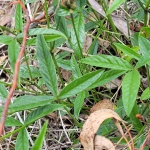 Cullen microcephalum at Kuringa Woodlands - 3 Dec 2023