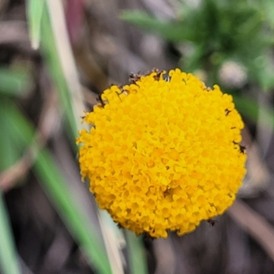 Leptorhynchos squamatus (Scaly Buttons) at Kuringa Woodlands - 3 Dec 2023 by trevorpreston