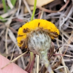 Leptorhynchos squamatus at Kuringa Woodlands - 3 Dec 2023