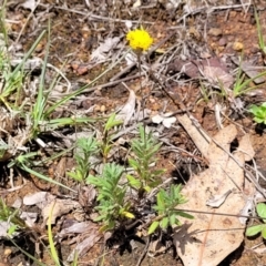 Leptorhynchos squamatus at Kuringa Woodlands - 3 Dec 2023