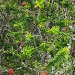 Melaleuca hypericifolia (Hillock Bush) at Morton National Park - 3 Dec 2023 by Steve818