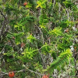 Melaleuca hypericifolia at Bundanoon - 3 Dec 2023