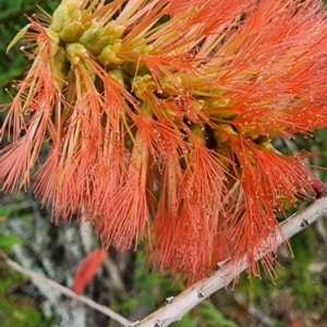 Melaleuca hypericifolia at Bundanoon - 3 Dec 2023