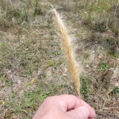Dichelachne crinita (Long-hair Plume Grass) at Fraser, ACT - 3 Dec 2023 by trevorpreston