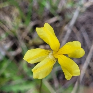 Goodenia pinnatifida at Kuringa Woodlands - 3 Dec 2023