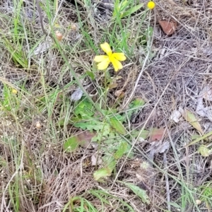 Goodenia pinnatifida at Kuringa Woodlands - 3 Dec 2023 01:24 PM