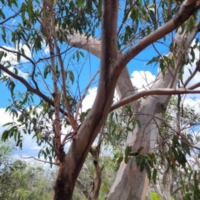 Eucalyptus punctata (Grey Gum) at Bundanoon, NSW - 3 Dec 2023 by Steve818