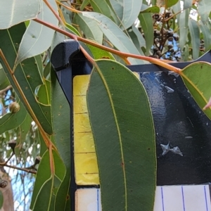Eucalyptus punctata at Wingecarribee Local Government Area - 3 Dec 2023