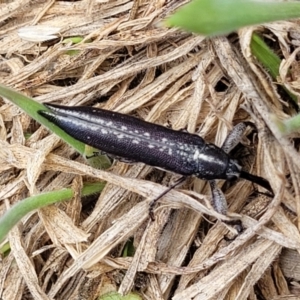 Rhinotia sp. in brunnea-group at Kuringa Woodlands - 3 Dec 2023 01:20 PM