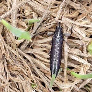 Rhinotia sp. in brunnea-group at Kuringa Woodlands - 3 Dec 2023 01:20 PM