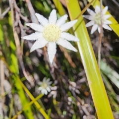 Actinotus minor (Lesser Flannel Flower) at Bundanoon, NSW - 3 Dec 2023 by Steve818