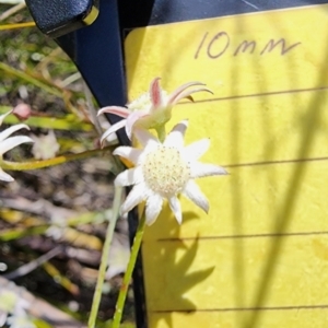 Actinotus minor at Bundanoon - 3 Dec 2023