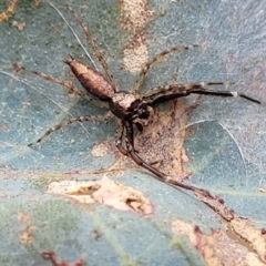 Helpis minitabunda (Threatening jumping spider) at Kuringa Woodlands - 3 Dec 2023 by trevorpreston