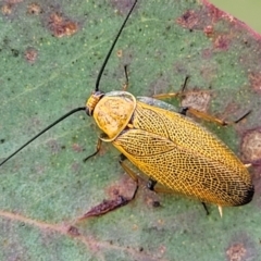 Ellipsidion humerale (Common Ellipsidion) at Fraser, ACT - 3 Dec 2023 by trevorpreston