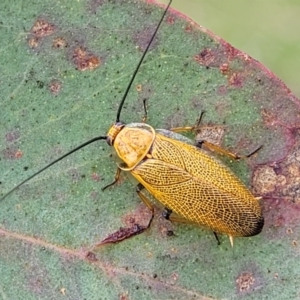 Ellipsidion humerale at Kuringa Woodlands - 3 Dec 2023 01:17 PM