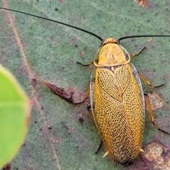 Ellipsidion humerale at Kuringa Woodlands - 3 Dec 2023