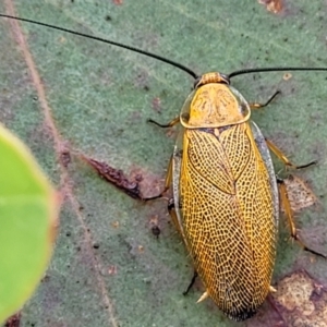 Ellipsidion humerale at Kuringa Woodlands - 3 Dec 2023 01:17 PM