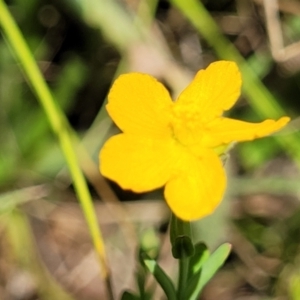 Hypericum gramineum at Kuringa Woodlands - 3 Dec 2023