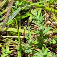 Hypericum gramineum at Kuringa Woodlands - 3 Dec 2023 01:13 PM