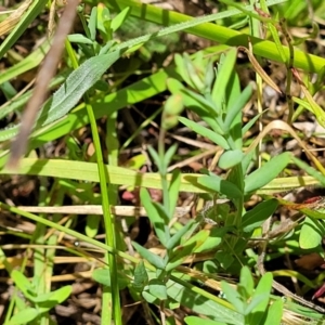 Hypericum gramineum at Kuringa Woodlands - 3 Dec 2023 01:13 PM