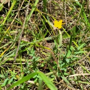 Hypericum gramineum at Kuringa Woodlands - 3 Dec 2023 01:13 PM